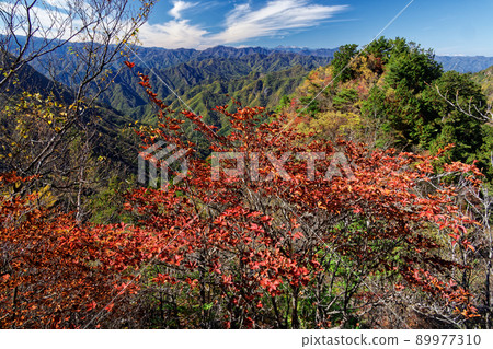 Mountain trail of autumn leaves of Mt. Ryokami and Haccho ridge 89977310