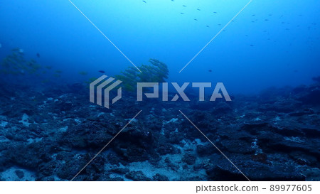 Yosugefudai 89977605