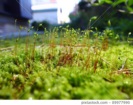 Nejikuchigoke 雌蕊群 Nejikuchigoke 雌蕊群 89977990