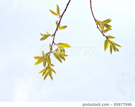 Fresh green quercus variabilis Fresh green quercus variabilis 89977996
