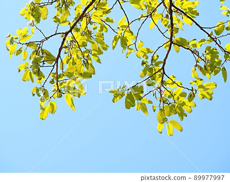 Fresh green quercus variabilis Fresh green quercus variabilis 89977997