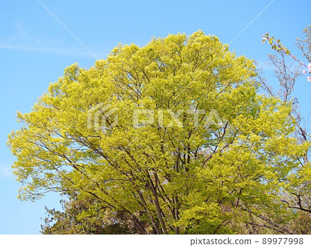 新鮮的綠櫟 89977998