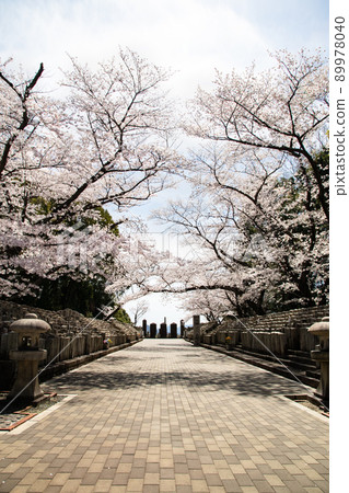 是櫻花名勝——羊山公園內的舊軍墓地。我們哀悼從薩摩叛亂到二戰前的戰爭死難者。廣島縣 89978040