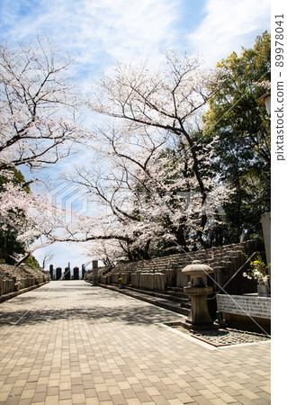 是櫻花名勝——羊山公園內的舊軍墓地。我們哀悼從薩摩叛亂到二戰前的戰爭死難者。廣島縣 89978041