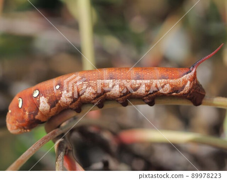 Convolvulus hawk larva up 89978223