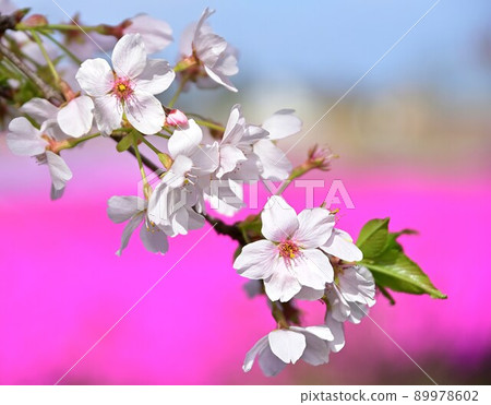 櫻桃樹 櫻桃樹 89978602