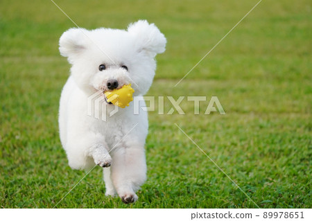 一隻玩具貴賓犬帶著球在草地上奔跑 89978651