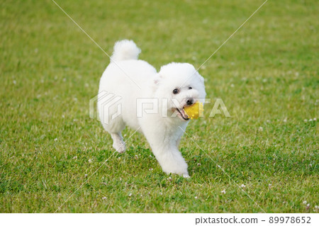A toy poodle running on the grass with a ball 89978652
