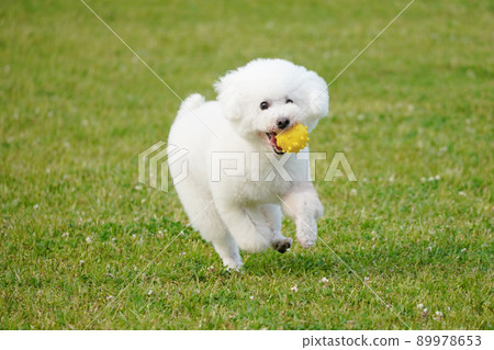 A toy poodle running on the grass with a ball A toy poodle running on the grass with a ball 89978653