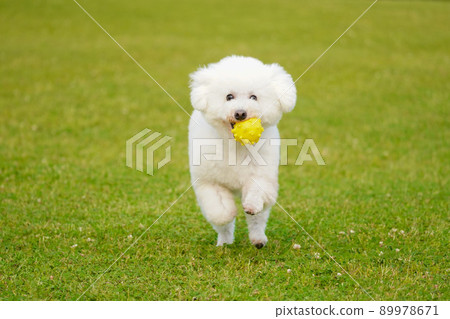 一隻玩具貴賓犬帶著球在草地上奔跑 89978671