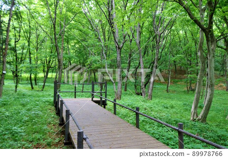 A calm day in spring, a leisurely stroll through the fresh green forest, Mikamoyama A calm day in spring, a leisurely stroll through the fresh green forest, Mikamoyama 89978766
