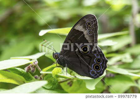 Lethe diana perching on a leaf 89978779
