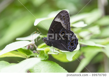 Lethe diana perching on a leaf Lethe diana perching on a leaf 89978780