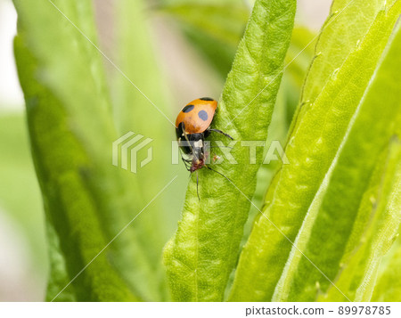 Coccinella septempunctata 捕食蚜蟲 Coccinella septempunctata 捕食蚜蟲 89978785