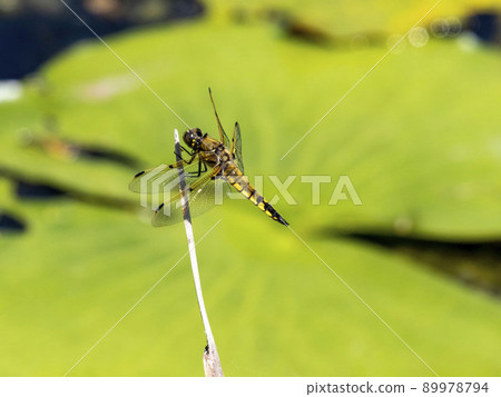 Four-spotted chafer perched on dead grass in a pond 89978794
