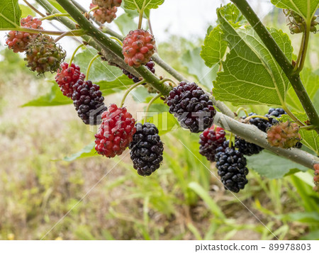 Yamaguba fruit Yamaguba fruit 89978803