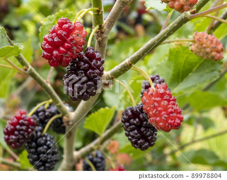Yamaguba fruit Yamaguba fruit 89978804