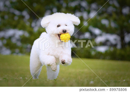 A toy poodle running on the grass with a ball 89978806