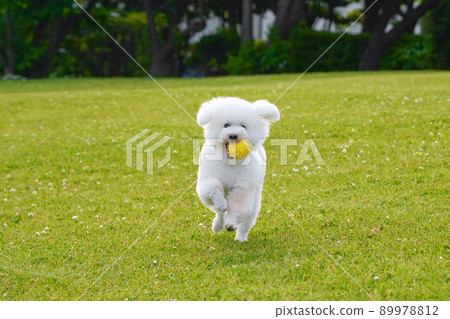 一隻玩具貴賓犬帶著球在草地上奔跑 89978812
