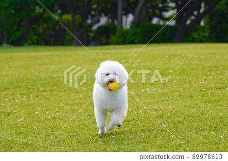 一隻玩具貴賓犬帶著球在草地上奔跑 一隻玩具貴賓犬帶著球在草地上奔跑 89978813