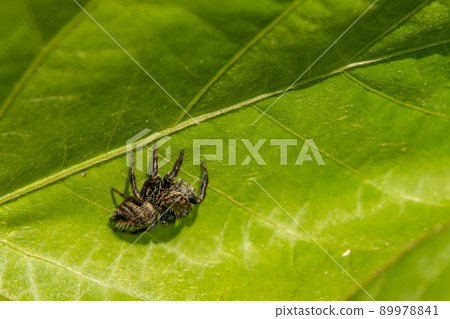 Jumping spider (jumping spider) 89978841