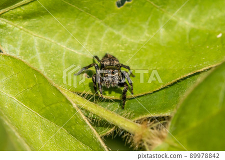 Jumping spider (jumping spider) Jumping spider (jumping spider) 89978842