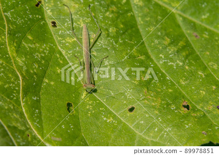 Mantis larva 89978851