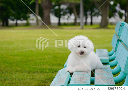 基於公園長椅的玩具貴賓犬 89978924