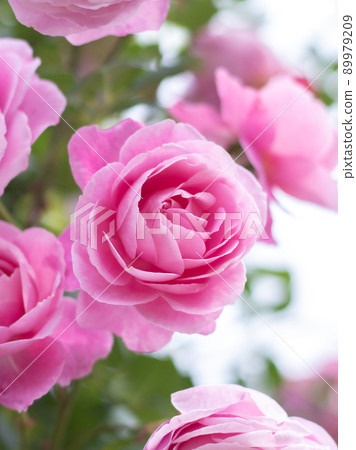 Roses blooming in the garden Roses blooming in the garden 89979209
