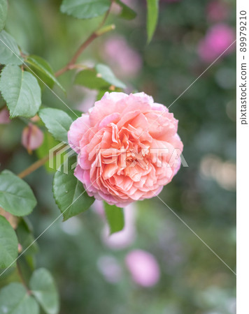 花園裡盛開的玫瑰 花園裡盛開的玫瑰 89979210