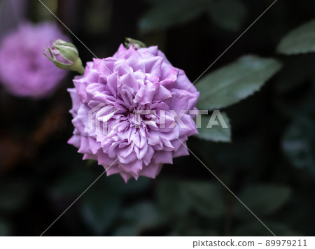 花園裡盛開的玫瑰 89979211