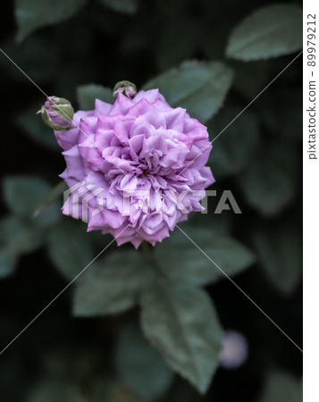 花園裡盛開的玫瑰 花園裡盛開的玫瑰 89979212
