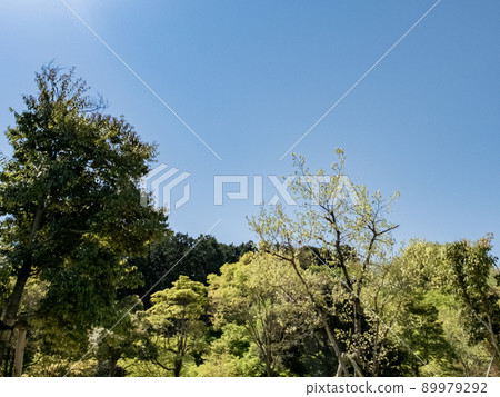Take a walk in a park with dazzling fresh greenery, Biwako Cultural Park, Otsu City, Shiga Prefecture 89979292