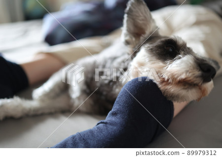 雙腳放在枕頭上睡覺的迷你雪納瑞 89979312