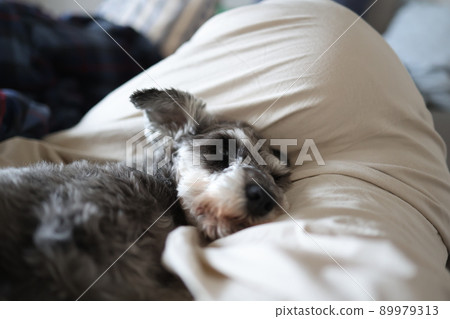 睡在胯部之間的迷你雪納瑞 89979313