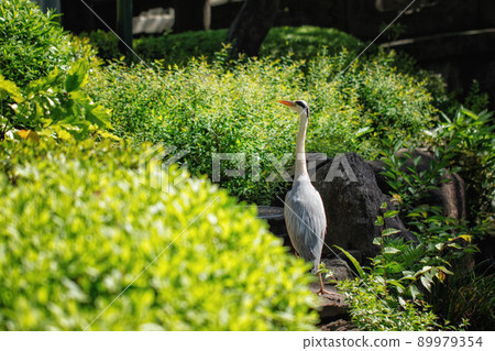 Fresh green and blue-tailed 89979354