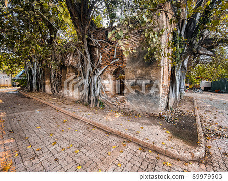 Wat Sai temple ruin covered by banyan tree roots, in Sing Buri Thailand 89979503