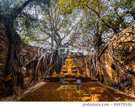 Wat Sai temple ruin covered by banyan tree roots, in Sing Buri Thailand Wat Sai temple ruin covered by banyan tree roots, in Sing Buri Thailand 89979586