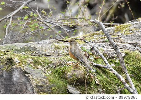 A small bird perching on a mossy windthrow 89979863