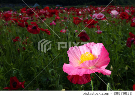 Poppy flowers Poppy flowers 89979938