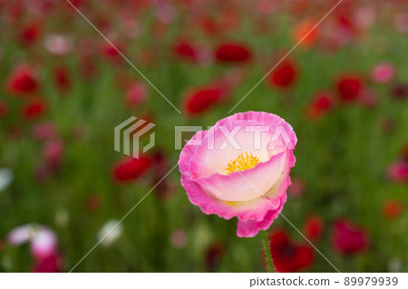 Poppy flowers 89979939