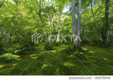 Kyoto Giouji Moss Garden (2022 Fresh Green Season) Kyoto Giouji Moss Garden (2022 Fresh Green Season) 89979940