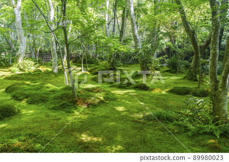 京都豪吉苔蘚園（2022新鮮綠色季節） 89980023