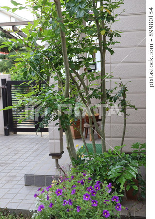 Garden tree around the entrance Shimatoneriko Garden tree around the entrance Shimatoneriko 89980134