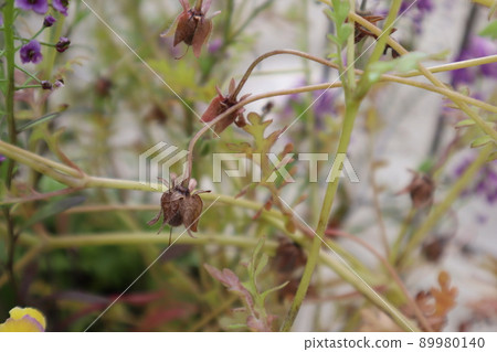Nemophila seeds 89980140