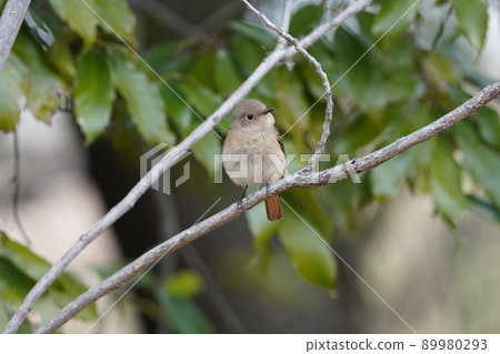 Daurian Redstart 女性表現出各種面部表情 89980293