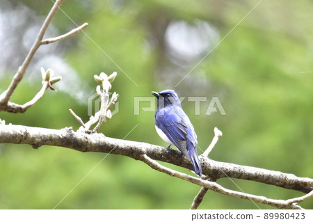 A small blue bird perching on a tree branch A small blue bird perching on a tree branch 89980423