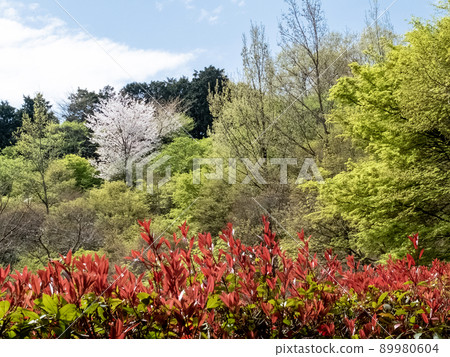 在春天的琵琶湖文化公園散步 89980604
