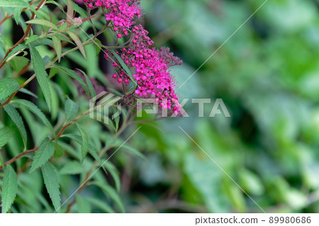 Next to the hydrangea 89980686
