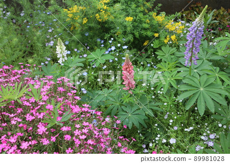 Lupine flowers in the flowerbed 89981028